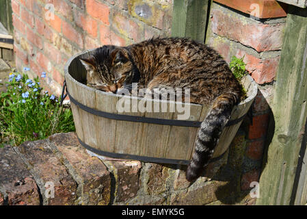 tabby cat asleep in flower pot Stock Photo