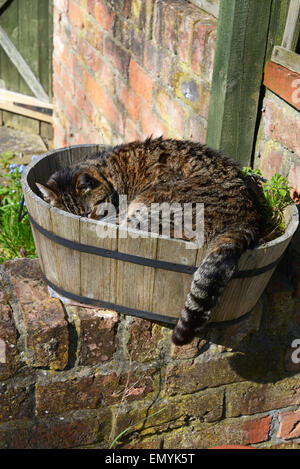tabby cat asleep in flower pot Stock Photo