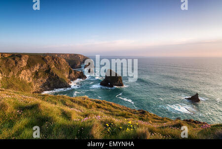 Wildflowers in bloom on the north Cornwall coast at Pentire Steps, looking out toward Bedruthan Stock Photo