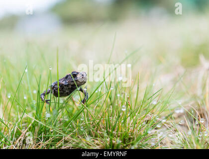 Common Toad amongst the grass. Stock Photo