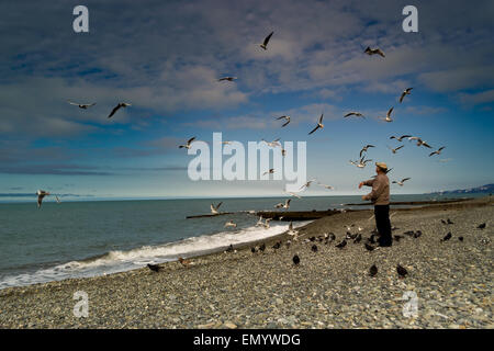 ADLER, RUSSIA 30th of March 2015 – A pensioner takes time to relax and feed an abundance of pigeons and gulls on the sea front Stock Photo