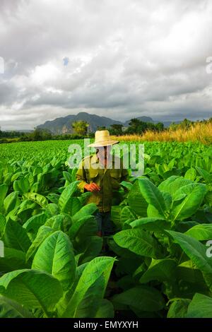 Farmer smoking cigar in the middle of tobacco in Viñales, Cuba Stock Photo