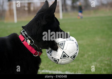 Black German Shepherd dog with a soccer ball in its mouth. Stock Photo
