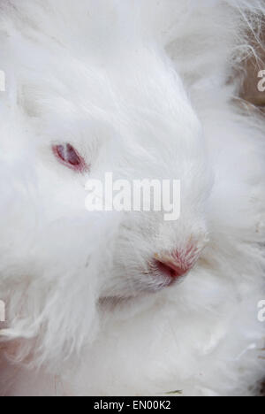 Close up of a white angora rabbit. Stock Photo