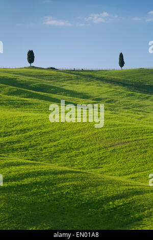 Rolling hills and cypress tress near San Quirico d'Orcia, Tuscany, Italy Stock Photo