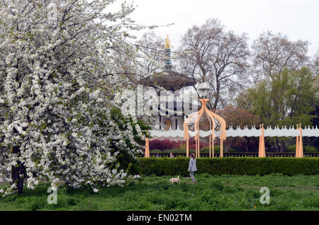 London, UK, 24 April 2015, people make the most of Battersea Park as the cherry blossoms start to fall as the weather starts to change after unusually warm April. Credit:  JOHNNY ARMSTEAD/Alamy Live News Stock Photo