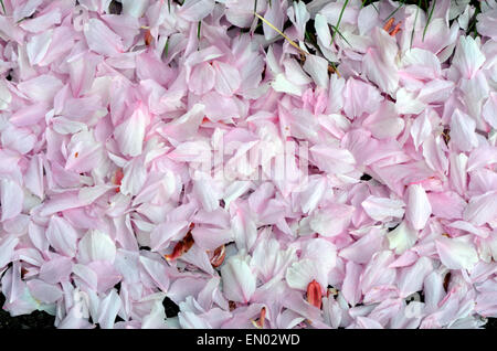 London, UK, 24 April 2015, people make the most of Battersea Park as the cherry blossoms start to fall as the weather starts to change after unusually warm April. Credit:  JOHNNY ARMSTEAD/Alamy Live News Stock Photo