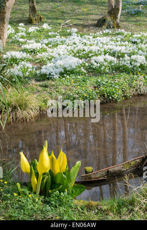 Lysichiton americanus. Yellow skunk cabbage in an English woodland in spring Stock Photo