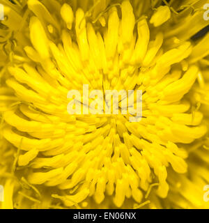 Taraxacum officinale, common dandelion Stock Photo
