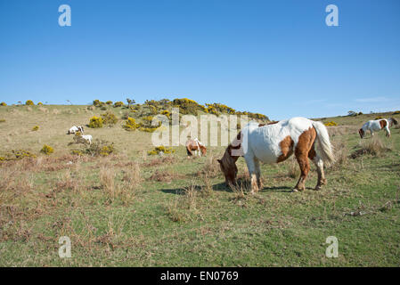 Ponies grazing on moorland in the Dartmoor National Park Devon England UK Stock Photo