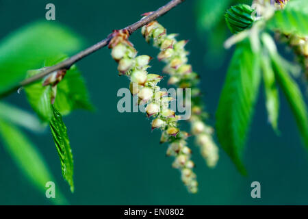 Common hornbeam, Carpinus betulus Stock Photo