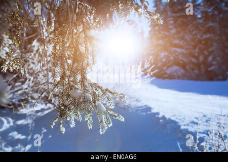 winter forest background, close up of the branch Stock Photo