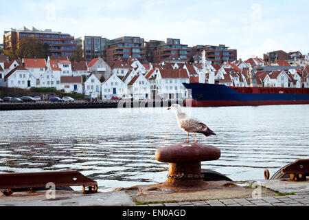 seagull in Stavanger, Norway Stock Photo