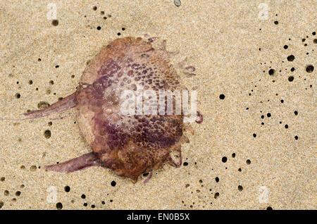 Dead jellyfish washed ashore on beach sand Stock Photo