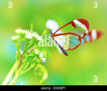 Beautiful butterfly sitting on fresh wild flower in the forest, Glasswinged butterfly, Greta oto, gorgeous insect Stock Photo