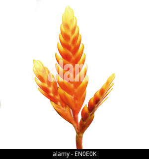 bromeliad or vriesea splendens flower isolated on white background Stock Photo