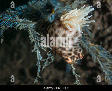 Colonizing anemone on a coral branch Stock Photo