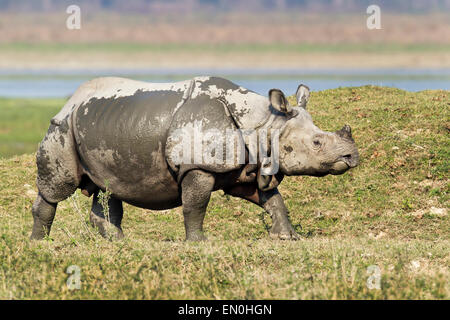 Endangered One Horned Rhinoceros or Rhinoceros unicornis  at Kaziranga National Park, Assam, India Stock Photo