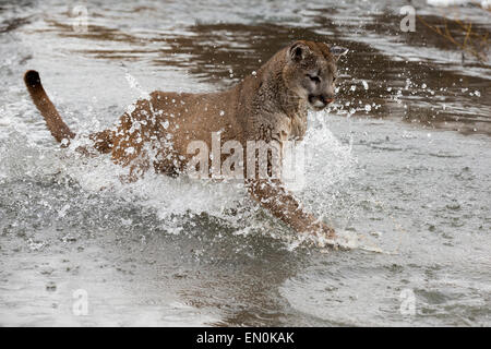 Mountain Lion (Felis concolor) running through a river in Winter Stock Photo