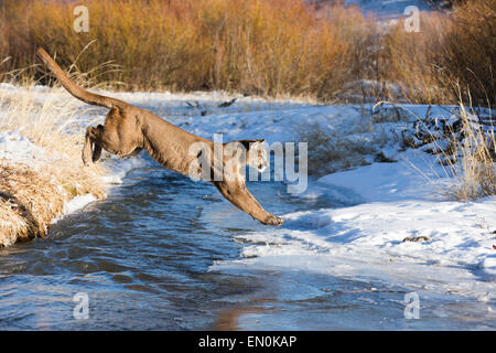 Mountain Lion (Felis concolor) jumping through the air to cross the river in Winter Stock Photo