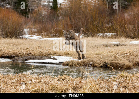 Mountain Lion (Felis concolor) jumping through the air to cross the river in Winter Stock Photo