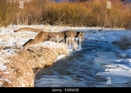 Mountain Lion (Felis concolor) jumping through the air to cross the river in Winter Stock Photo