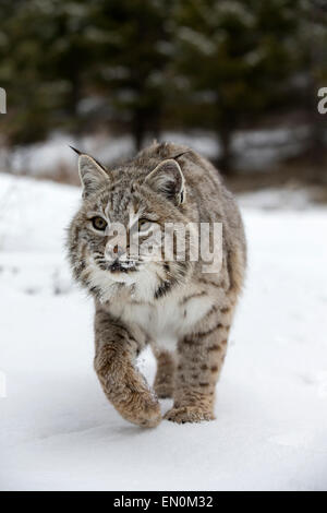 Bobcat (Felis rufus) walking out of the woods, through the snow searching for food Stock Photo