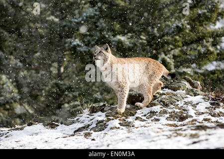 Siberian Lynx (Lynx lynx) on the mountainside, in the snow during Winter Stock Photo