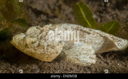 Juvenile devil scorpionfish sitting in the sand Stock Photo