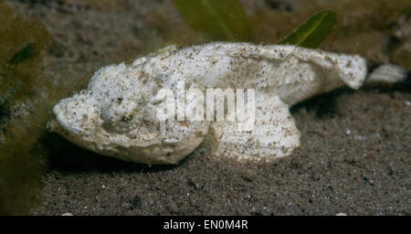 Juvenile devil scorpionfish sitting in the sand Stock Photo