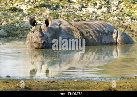 Endangered One Horned Rhinoceros or Rhinoceros unicornis  at Kaziranga National Park, Assam in a water-body. Stock Photo