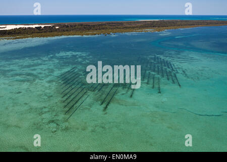 Oyster Farm near Moreton Island, Brisbane, Australia Stock Photo