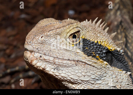 Eastern Australian Water Dragon, Physignathus lesueurii lesueurii, Brisbane, Australia Stock Photo