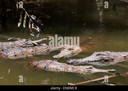 Freshwater Crocodile, Crocodylus johnstoni, Queensland, Australia Stock Photo