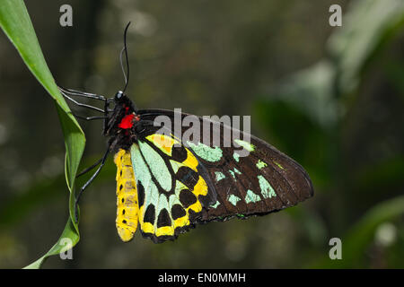 Cairns Birdwing Butterfly, Ornithoptera priamus euphorion, Queensland, Australia Stock Photo
