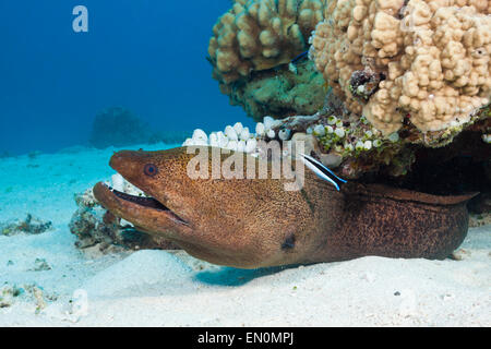 Giant Moray, Gymnothorax javanicus, Great Barrier Reef, Australia Stock Photo