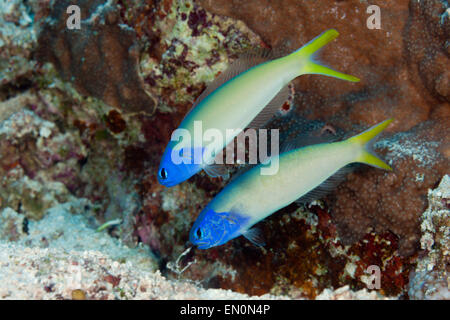 Pair of Blue Tilefish, Hoplolatilus starcki, Osprey Reef, Coral Sea, Australia Stock Photo