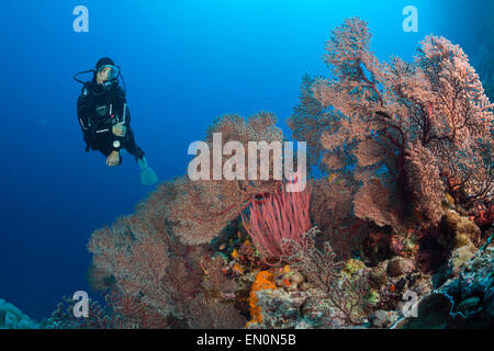 Scuba Diver over Coral Reef, Osprey Reef, Coral Sea, Australia Stock Photo