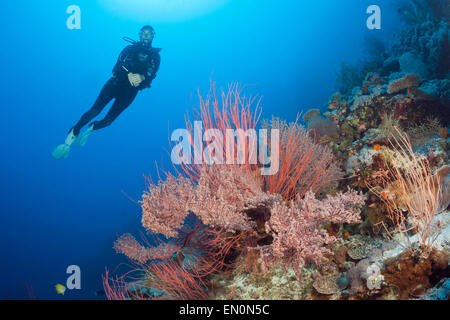 Scuba Diver over Coral Reef, Osprey Reef, Coral Sea, Australia Stock Photo