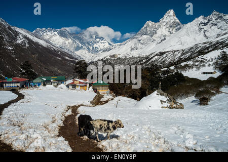 View of Everest, Lhotse, Nuptse, Ama Dablam peaks in the Everest Region, with Deboche village in the foreground and two Dzos Stock Photo