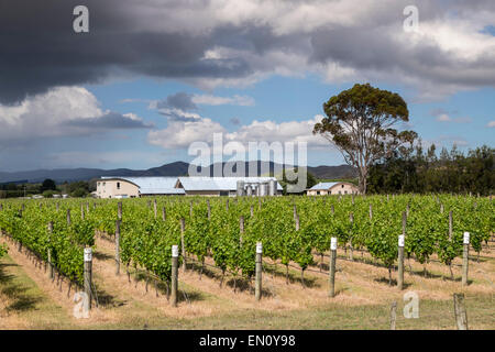 Vines at the Paliser winery in Martinborough, New Zealand. Stock Photo