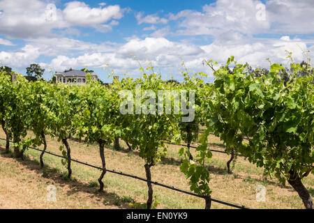 Pinot Noir vines in a winery in Martinborough region of New Zealand. Stock Photo