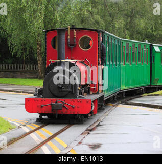 Elidir crosses the road on the way to the National Slate Museum, Lake Railway, Llanberis, Snowdonia, Wales, Europe Stock Photo