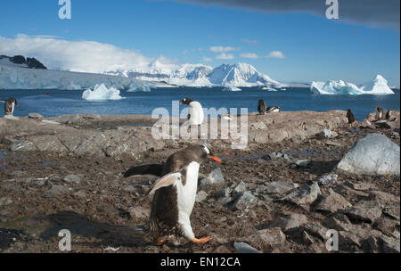 Gentoo Penguins Cuverville Island Antarctic Peninsular Antarctica Stock Photo