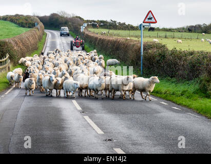 Flock of sheep being driven along a country lane on the Gower Peninsula, Wales, by a dog and a farmer in a red tractor with traffic waiting to pass Stock Photo