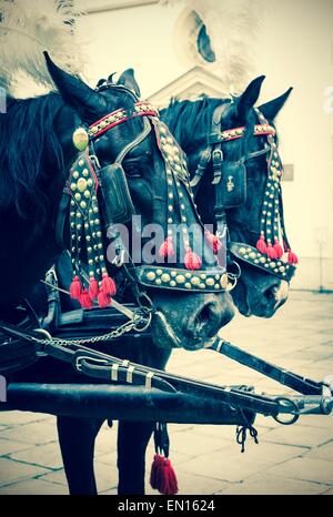 Horses of wedding carriage in Cracow ( Krakow ), Poland Stock Photo