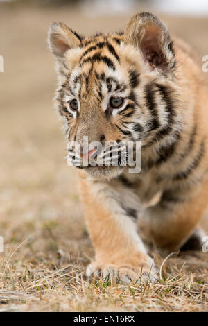 Siberian Tiger (Panthera Tigris Altaica) cub learning to stalk through the grass Stock Photo