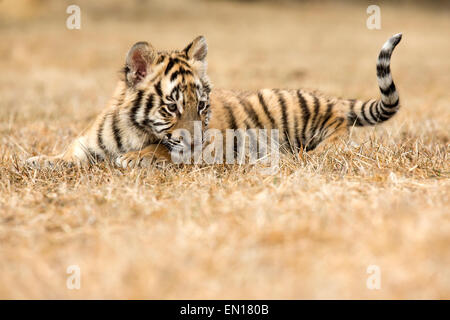 Siberian Tiger (Panthera Tigris Altaica) cub playing in the grass Stock Photo