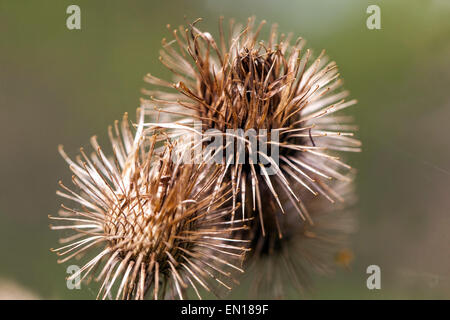 Dry seeds burdock heads with hooks, Wood Burdock, Arctium nemorosum. Hitchhiker plant Velcro fastener Stock Photo