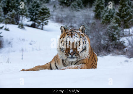 Siberian Tiger (Panthera Tigris Altaica) adult sitting in the snow Stock Photo